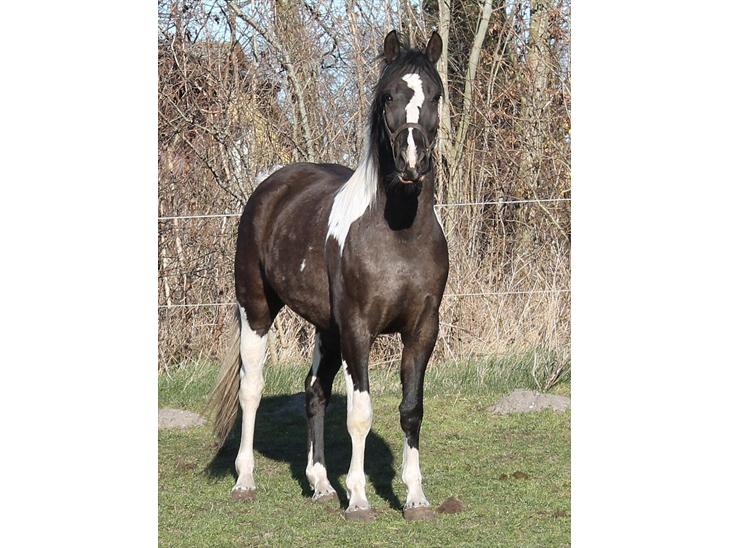 {{currentPhoto.altText}} billede {{currentPhoto.number}}