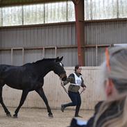 Anden særlig race Chiffon la bevuee