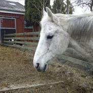 Anden særlig race Lazey Boy