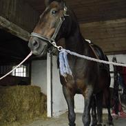 Anden særlig race Star