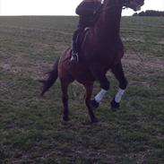 Anden særlig race Star