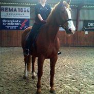 Dansk Varmblod Nimbus [rideskole hest] (red)