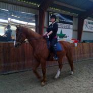 Dansk Varmblod Nimbus [rideskole hest] (red)