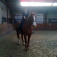 Dansk Varmblod Nimbus [rideskole hest] (red)