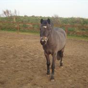 Welsh Pony (sec B) Bobbi