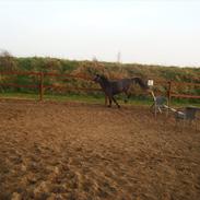 Welsh Pony (sec B) Bobbi