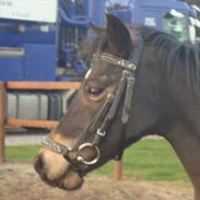 Welsh Pony (sec B) Bobbi