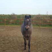 Welsh Pony (sec B) Bobbi
