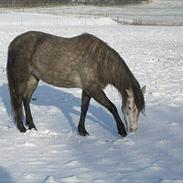 Welsh Pony (sec B) Rosie