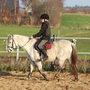 Welsh Pony (sec B) Rosie