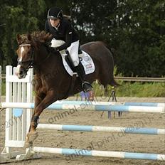 New Forest Nygaards Quando