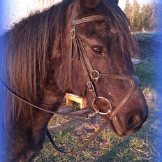 Anden særlig race Marengo