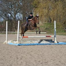 Anden særlig race Donna