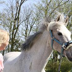 DSP Sv's Mercedes Morgenstern<3