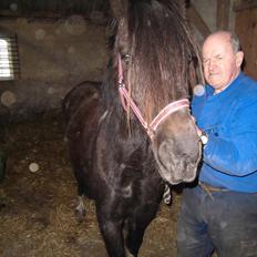 Islænder Bakkebo´s Ronja Røverdatter RIP??