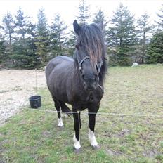 Islænder Bakkebo´s Ronja Røverdatter RIP??