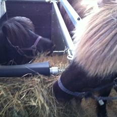 Shetlænder Korsebjergårds Blue Bandit