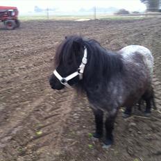 Shetlænder Korsebjergårds Blue Bandit