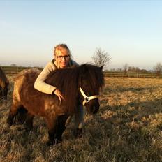 Shetlænder Korsebjergårds Blue Bandit