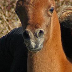 Arabisk fuldblod (OX) WML Al HaMee