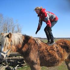 Haflinger Lise