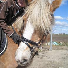 Haflinger Lise