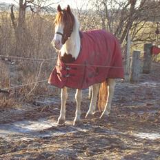 Pinto Indian fire dancer PIN 774.( Tidligere hest?