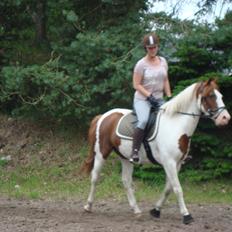 Pinto Indian fire dancer PIN 774.( Tidligere hest?