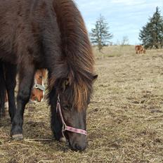 Islænder Mysla fra Skovstrupholm