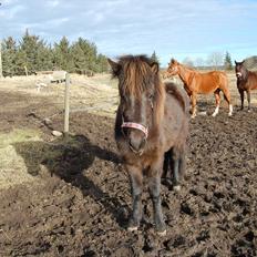 Islænder Mysla fra Skovstrupholm