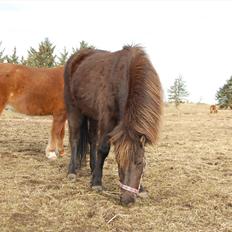 Islænder Mysla fra Skovstrupholm