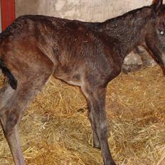 Pinto Pilegårdens Fullmoon (Tidligere hest)