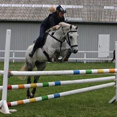 Irsk Sportspony IRISH JOKER