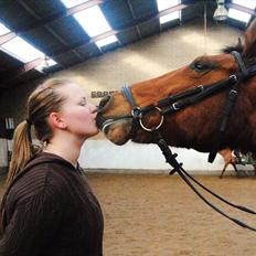 New Forest Pheasants Larry - Min Øjesten