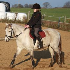 Welsh Pony (sec B) Rosie