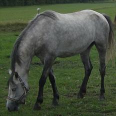 Welsh Pony (sec B) Rosie