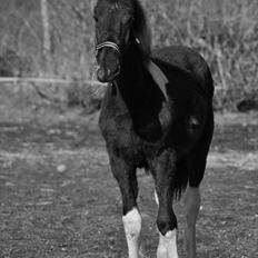 Barockpinto Lancelot 1 præmie hingst 