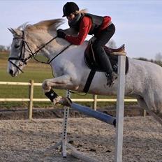 Sportsaraber (A) Søgaardens Magic Spirit