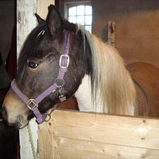 Pinto Pilegårdens Pocahontas solgt - Tidligere hest.