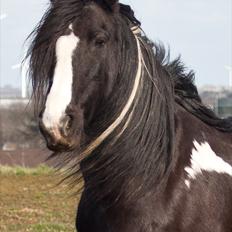 Irish Cob Pam ~ Prinsessen ~