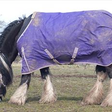 Irish Cob Pam ~ Prinsessen ~