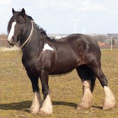 Irish Cob Pam ~ Prinsessen ~