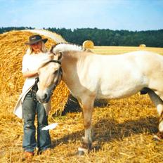 Fjordhest Sonny Boy