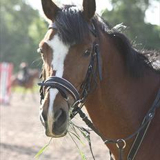 Hollandsk Sportspony Álice