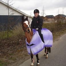 Hollandsk Sportspony Álice