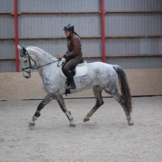 Hollandsk Varmblod Vomieka