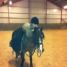 New Forest Stegstedgård Zimba