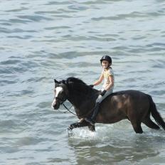 New Forest Stegstedgård Zimba