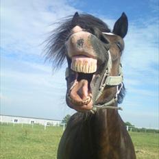 New Forest Stegstedgård Zimba