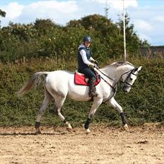Zangersheide Chagall Alfarvad Z